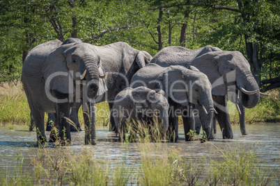 Group of elephants drinking at water hole