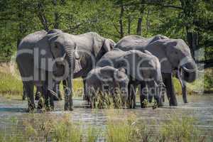 Group of elephants drinking at water hole