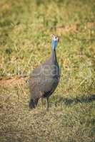 Helmeted guineafowl on grass starsing at camera
