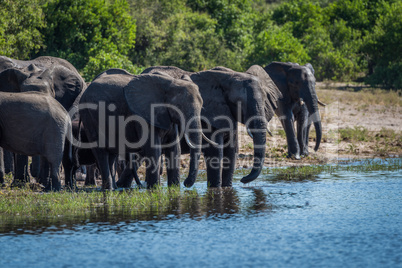 Herd of elephants drinking on wooded riverbank