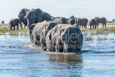 Herd of elephants crossing river towards camera