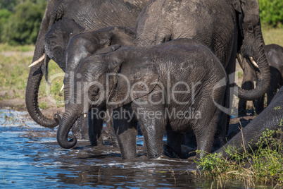 Herd of elephants drinking water in shallows