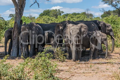 Herd of elephants in shade of tree