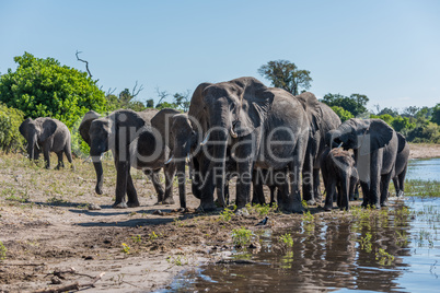 Herd of elephants walking along sunny riverbank