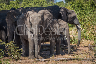 Herd of elephants standing together in shade