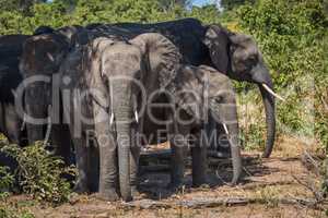 Herd of elephants standing together in shade