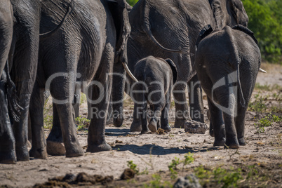 Herd of elephants walking away from camera