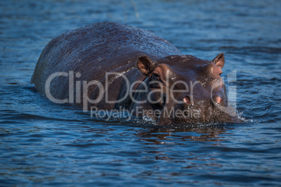 Hippopotamus in river facing camera in sunshine