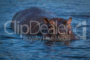 Hippopotamus in river facing camera in sunshine