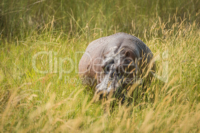 Hippopotamus standing in long grass facing camera