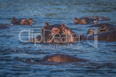 Hippopotamus with others in river facing camera