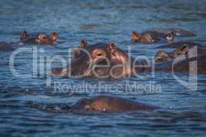 Hippopotamus with others in river facing camera
