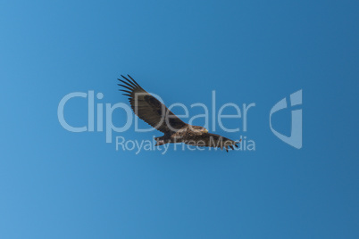 Juvenile bateleur flying in perfect blue sky