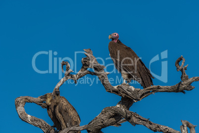 Lappet-faced vulture on dead tree in sunshine