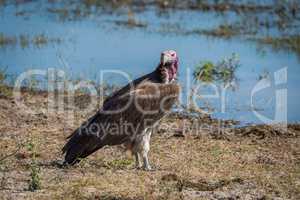 Lappet-faced vulture standing on riverbank facing camera