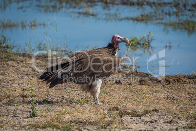 Lappet-faced vulture standing on riverbank in sunshine