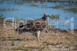 Lappet-faced vulture standing on riverbank in sunshine