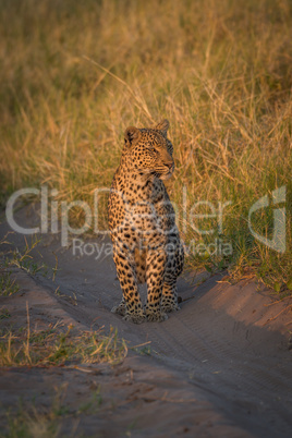 Leopard staring down sandy track in grass