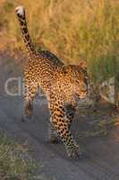 Leopard running along sandy track in grass