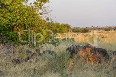 Leopard watching impala herd from behind rocks