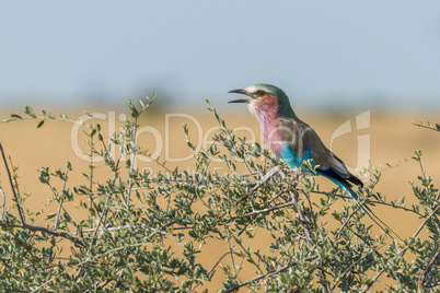 Lilac-breasted roller calling in branches of bush