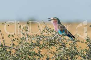 Lilac-breasted roller calling in branches of bush