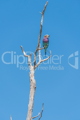 Lilac-breasted roller in tree against blue sky