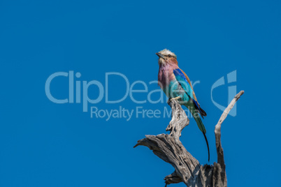 Lilac-breasted roller looking up from dead branch