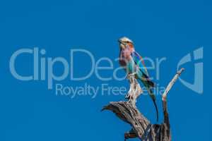 Lilac-breasted roller looking up from dead branch