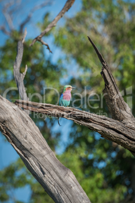 Lilac-breasted roller on dead branch facing right