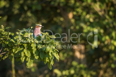 Lilac-breasted roller perched in clump of leaves