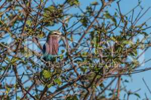 Lilac-breasted roller perched in leafy bush