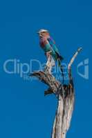 Lilac-breasted roller perched on dead tree stump
