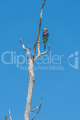 Lilac-breasted roller perched on dead tree branch