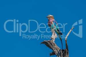 Lilac-breasted roller staring out from dead branch