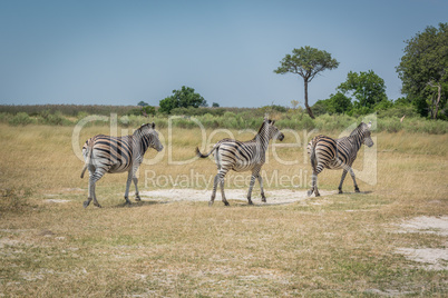 Line of three Burchell's zebra on plain