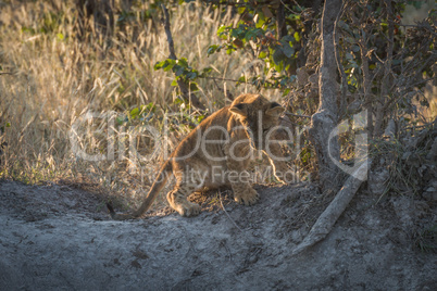 Lion cub at dusk looking down bank