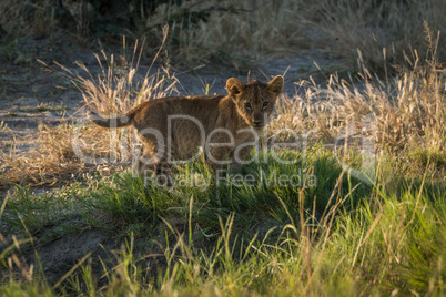 Lion cub in grass staring at camera