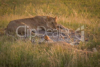 Lion awake beside another sleeping in grass