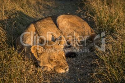 Lion lies sleeping in grass at sunset