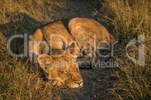 Lion lies sleeping in grass at sunset
