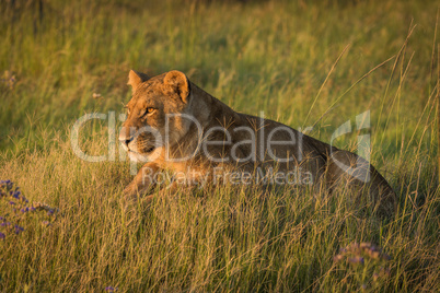 Lion lies staring in grass at dusk