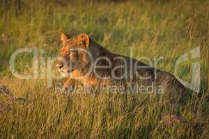 Lion lies staring in grass at dusk