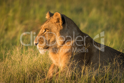 Lion lies staring in grass at sunset