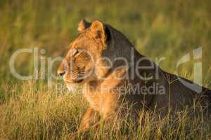 Lion lies staring in grass at sunset