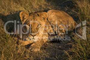 Lion lying in golden light facing camera