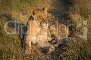 Lion lies with eyes closed at sunset
