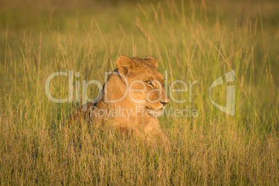 Lion lying in grass staring towards sunset