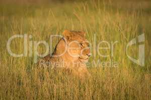 Lion lying in grass staring towards sunset