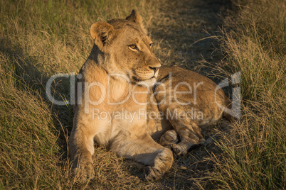 Lion lying on grass track at sunset